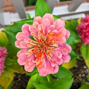 Meet your Posher, Elana